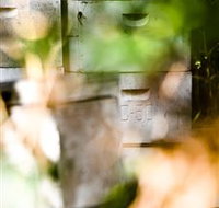 Bees on Keswick Island - Tourism Noosa