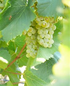 Baptista - David Traeger - Tourism Noosa 2