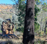 Eualdrie walking track - Tourism Noosa