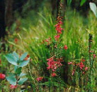 Enfield State Park - Tourism Noosa