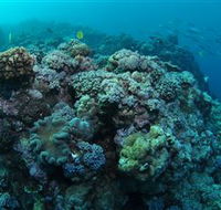 Manta Ray Drop Off Dive Site - Tourism Noosa