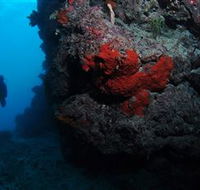 Stepping Stones Dive Site - Tourism Noosa