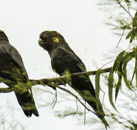 Conimbla National Park - Tourism Noosa