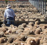 Livestock Marketing Centre - Tourism Noosa
