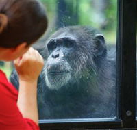 The Rockhampton Zoo - Tourism Noosa