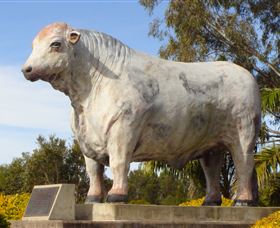 Rockhampton Bull Statues - Tourism Noosa 1