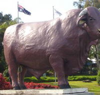 Rockhampton Bull Statues - Tourism Noosa