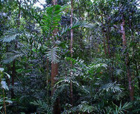 Kutini-Payamu (Iron Range) National Park (CYPAL) - Tourism Noosa 2