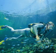 Seaflight Bommie Dive Site - Tourism Noosa