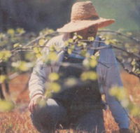 Canobolas Smith Winery - Tourism Noosa