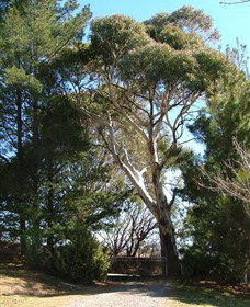 Habitat Vineyard - Tourism Noosa 1
