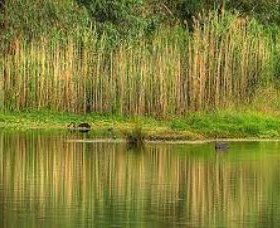 Wonga Wetlands - Tourism Noosa 2