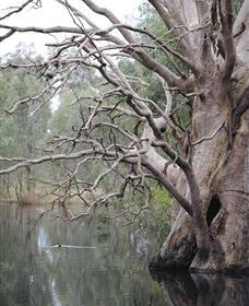 Wonga Wetlands - Tourism Noosa 3