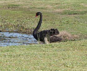 Wonga Wetlands - Tourism Noosa 6