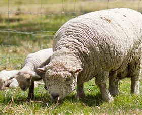 Short Sheep Micro-Winery - Tourism Noosa 6