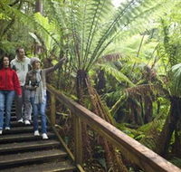 Otway Fly Treetop Adventures - Tourism Noosa