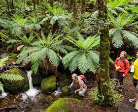 Baw Baw National Park - Tourism Noosa 0