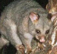 Moondarra State Park - Tourism Noosa