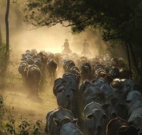 Springvale Horse Treks - Tourism Noosa