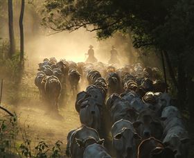 Springvale Horse Treks - Tourism Noosa 0