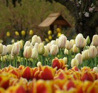 Tulip Top Gardens - Tourism Noosa