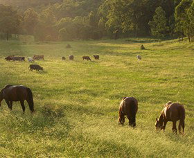 Chapman Valley Horse Riding - Tourism Noosa 4