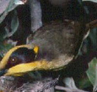 Tyers Park - Tourism Noosa