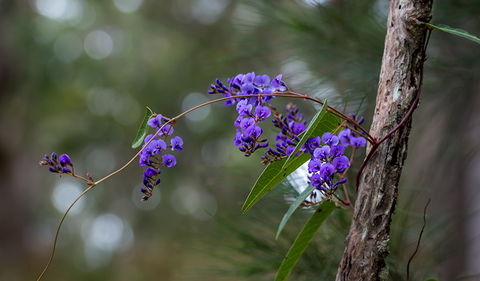 Mann River Nature Reserve - Tourism Noosa 0