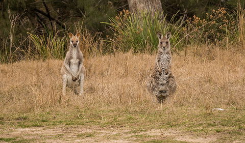 Mann River Nature Reserve - Tourism Noosa 1