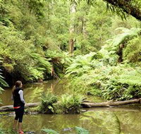 Morwell National Park - Tourism Noosa