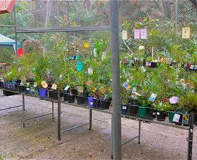 Glenbrook Native Plant Reserve And Nursery - Tourism Noosa 3