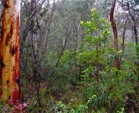 Glenbrook Native Plant Reserve And Nursery - Tourism Noosa 2