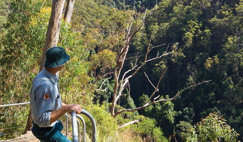 Lyrebird Falls Walking Track - Tourism Noosa 1
