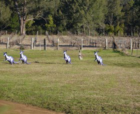 Wollombi Wines - Tourism Noosa 5