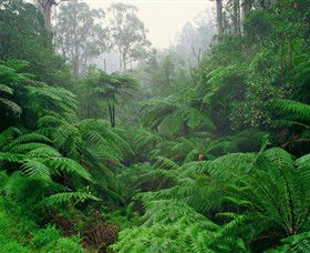 Tarra Bulga National Park - Tourism Noosa 0
