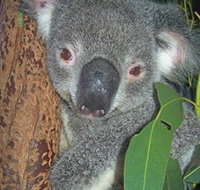 Hunter Valley Zoo - Tourism Noosa