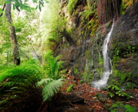 Fairy Bower Falls - Tourism Noosa 0