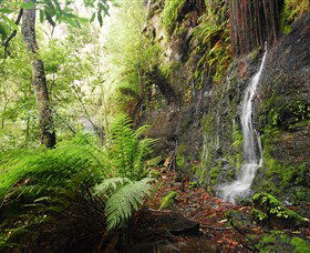 Fairy Bower Falls - Tourism Noosa 2