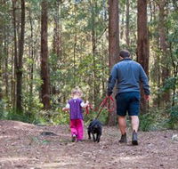 Olney State Forest - Watagan Mountains - Tourism Noosa