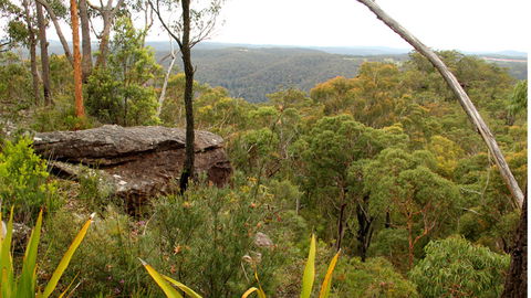 Mount Olive Lookout - Tourism Noosa 2