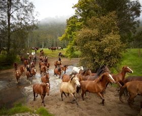Glenworth Valley Horse Riding - Tourism Noosa 0