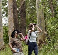 Chichester State Forest - Tourism Noosa