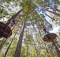 TreeTop Adventure Park Central Coast - Tourism Noosa