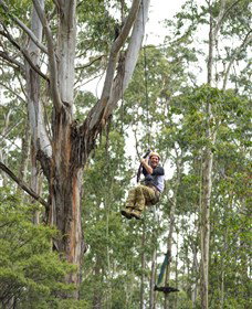 TreeTop Adventure Park Central Coast - Tourism Noosa 2