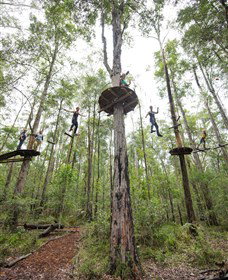 TreeTop Adventure Park Central Coast - Tourism Noosa 4