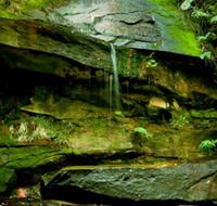 Strickland State Forest - Tourism Noosa