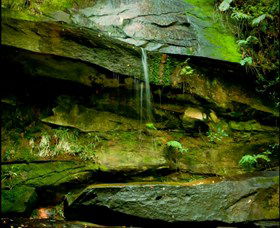 Strickland State Forest - Tourism Noosa 0