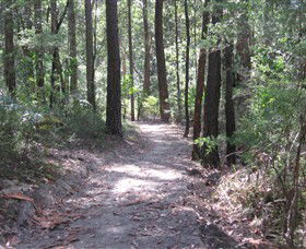Strickland State Forest - Tourism Noosa 2