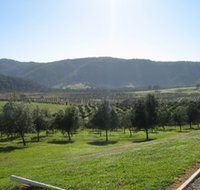 Hastings Valley Olives - Tourism Noosa