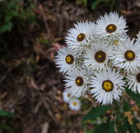 Hastings Forest Way touring route - Tourism Noosa